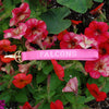 Spirit Falcons Pink Nashville Key Strap